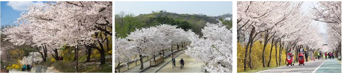 觀音旅行社 無障礙旅遊 銀髮族旅遊 家族旅遊 飛躍旅遊 無障礙旅遊 復康巴士韓國南怡島 汝矣島 亂打秀賞櫻團五天