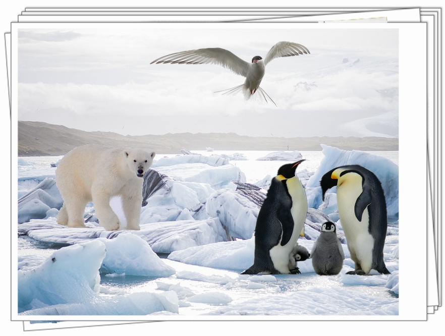 珍贵的极地动物～北极熊与南极企鹅